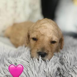 Zoey - Apricot female Goldendoodle puppy in Naples, Florida from Goldendoodles Of Naples
