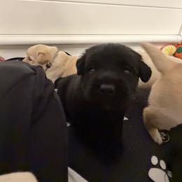 Snickers - Black male Labrador Retriever puppy in Eugene, Oregon from LakeHouse Labrador Retriever LLC