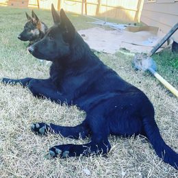German Shepherds from Micah's German Shepherds