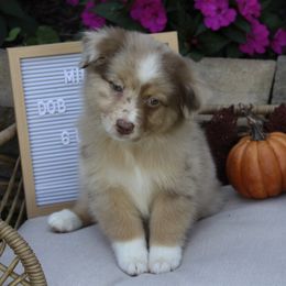 Australian Shepherd, Goldendoodle, and Poodle Puppies from 5AFarms