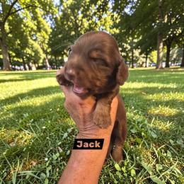 Jack - Chocolate and tan male Dachshund puppy in Homosassa, Florida from Foxies Doxies