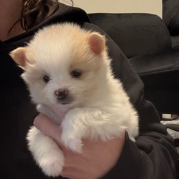 White Boy - White male Pomeranian puppy in Cheektowaga, New York from Buffalo Pomeranians 716