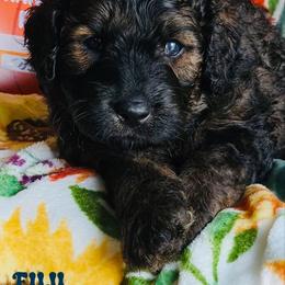 Fuji - Black male Goldendoodle puppy in Beecher, Illinois from Erica’s Doodles