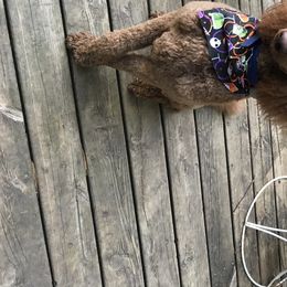 Moe - Goldendoodle