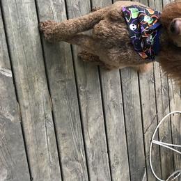 Moe - Goldendoodle