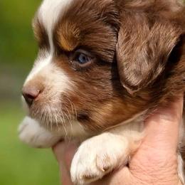 Rolo - Red tri male Toy Australian Shepherd puppy in Tremont, Tennessee from 2 Blue Toy Aussies