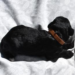 Brown Collar Male - Black and white male Aussiedoodle puppy in Parma, Idaho from Arena Valley Acres