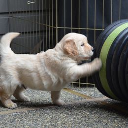 Golden Retriever Puppies from Sunburst Goldens