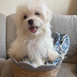Finn - White male Maltese puppy in Dallas, Texas from Dallas Darling Maltese