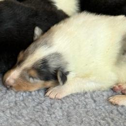 Tobias - White merle male Collie puppy in Malvern, Arkansas from Lost Acres Collies