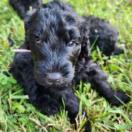 Goldendoodle Puppies from Hadie's Doodles