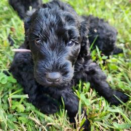 Goldendoodle Puppies from Hadie's Doodles