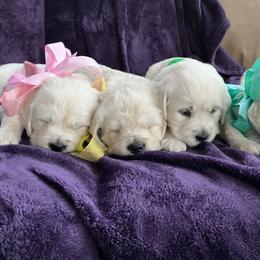 Girl 1 - female Golden Retriever puppy in Clinton, South Carolina from Happy Home English Cream Golden Retriever Breeders of SC