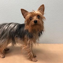 Windy - Yorkshire Terrier