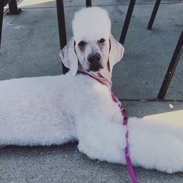 Poodles from Pearson’s Poodles