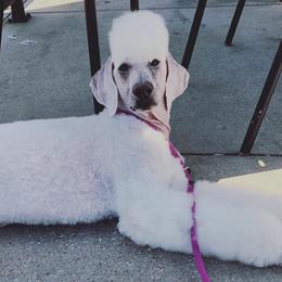 Poodles from Pearson’s Poodles