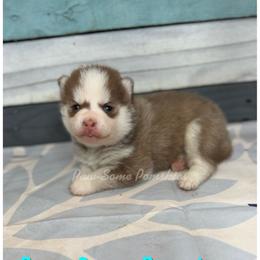 Sticks - Red and white female Pomsky puppy in Krum, Texas from Paw-Some Pomskies