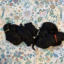 Goldendoodle Puppies from McCaslin's Doddles