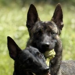 Belgian Malinois and xDutch Shepherd Puppies from Kaizen von Ruach Malinois