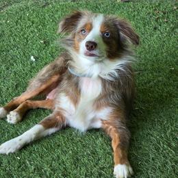 Mia - Toy Australian Shepherd