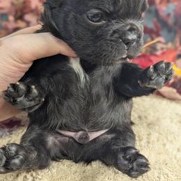 French Bulldog Puppies from Upstate Champion Kennels