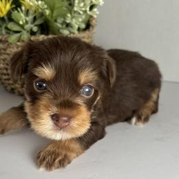 Chocolate boy - Chocolate and tan male Yorkshire Terrier puppy in Gainesville, Georgia from Country Dog Kennels.