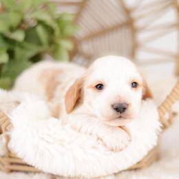 Oatmeal -Full AKC - Cream male Dachshund puppy in Neosho, Missouri from Tinker Toy Doxies