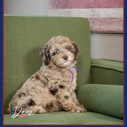 Evelyn - Merle female Cockapoo puppy in Connersville, Indiana from Deaz Doodle Ranch