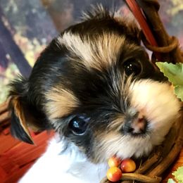Biewer Terrier and Yorkshire Terrier Puppies from Wisteria Yorkies