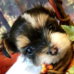Biewer Terrier and Yorkshire Terrier Puppies from Wisteria Yorkies