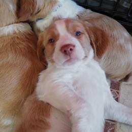 Brittany Puppies from Buster Pointe Brittanys