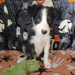 Clarke - Tri-color female Border Collie puppy in Gary, Indiana from Lake Ridge Border Collies