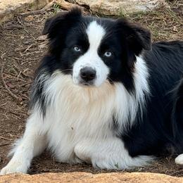 EZ - Miniature Australian Shepherd
