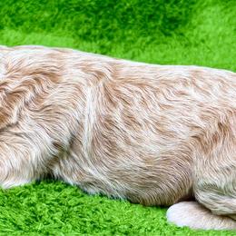 Biscuit - Apricot male Cavapoo puppy in Newville, Alabama from Southeast cavapoos