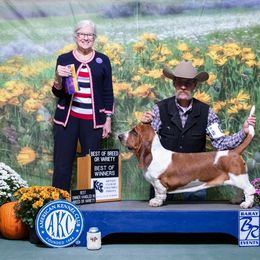 Basset Hound and Pembroke Welsh Corgi All Grown Up from 4 Sail Quarter Horses and Corgis