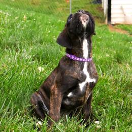 Violet - Brindle female Boxer puppy in Johnson City, Tennessee from Medina Boxers