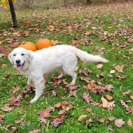 Truffles - Golden Retriever