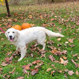 Truffles - Golden Retriever