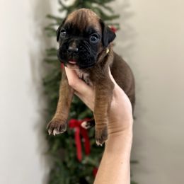 Noelle - Fawn female Boxer puppy in Upper Sandusky, Ohio from Rock Run Homestead