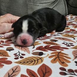 Autumn - Black and white female Siberian Husky puppy in Louisville, Kentucky from Wild Hunt Huskies