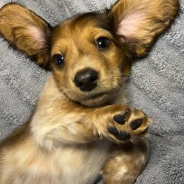 Teddy - Piebald male Dachshund puppy in Marseilles, Illinois from Zacha’s Doxie House