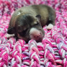Victory - Sable female Pembroke Welsh Corgi puppy in Washington from Castle View Royal Rumps