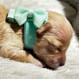 Aria - Gold female Shih Tzu puppy in Sebring, Florida from Amarilys ShihTzus & Poodles