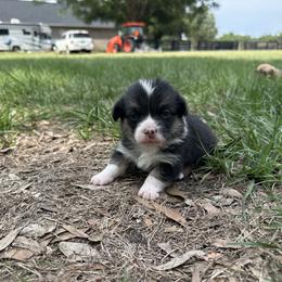 Girl 3 - Black and tan female Pembroke Welsh Corgi puppy in Ocala, Florida from Rivermont Farm