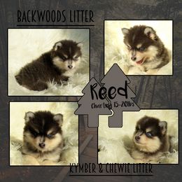 Reed - Blue male Pomsky puppy in Claremore, Oklahoma from T-Town Acres