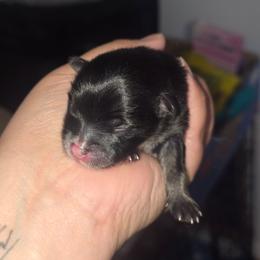 Male 1 - Black and tan male Pomeranian puppy in Buckeye, Arizona from BL Poms Heaven