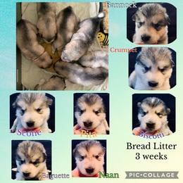 Alaskan Malamute puppies from Illusion Kennel