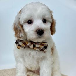 K- RED BOY - Parti male Goldendoodle puppy in Lewisville, Texas from Texas Goldendoodle Lovers