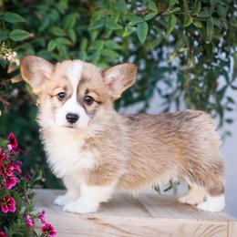 Foxy - Sable female Pembroke Welsh Corgi puppy in Caliente, California from Rafter Cross 7