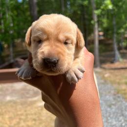 Ash - Yellow male Labrador Retriever puppy in Carthage, North Carolina from Wicked Pines Retrievers